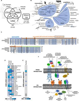 CD90/Thy-1, a Cancer-Associated Cell Surface Signaling Molecule